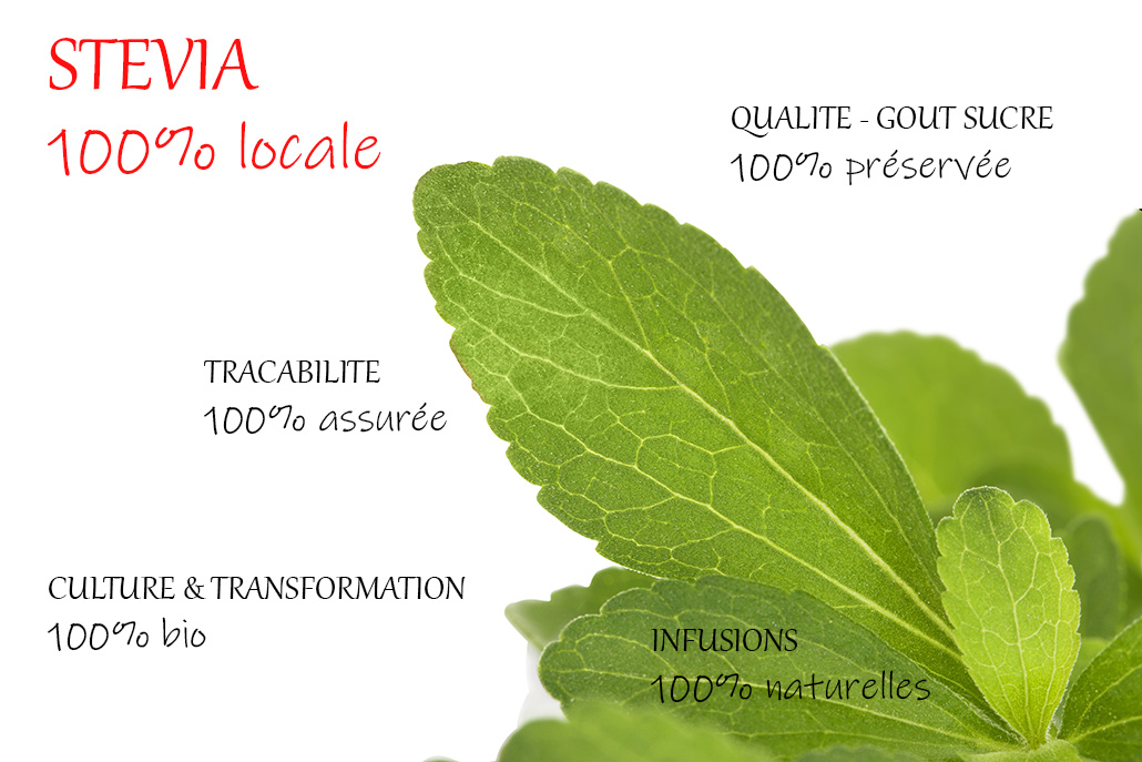 feuille stevia