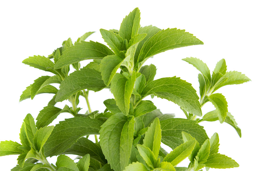 stevia plant zoom