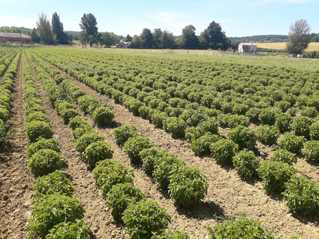 Stevia bio française