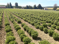 Stevia bio française